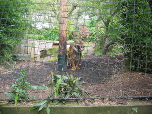 London Zoo Tiger
